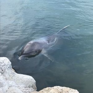 Meet your Posher, Brody